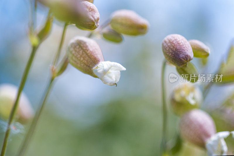 膀胱炎(silene vulgaris)